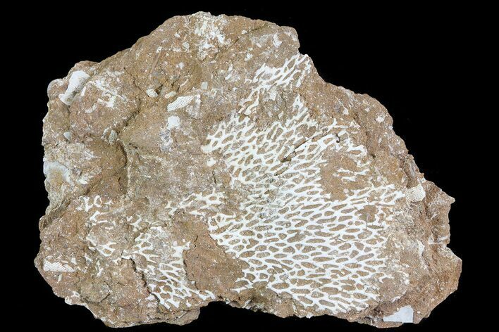 Ordovician Bryozoans (Chasmatopora) Plate - Estonia #73468
